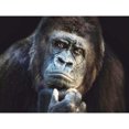 thumbnail image 1 of Drill Diamond Painting (DE4040) Animal 5D Full DIY Kit de bordado (Chimpancé T177) 50x70cm FLhrweasw Nuevo, 1 of 1