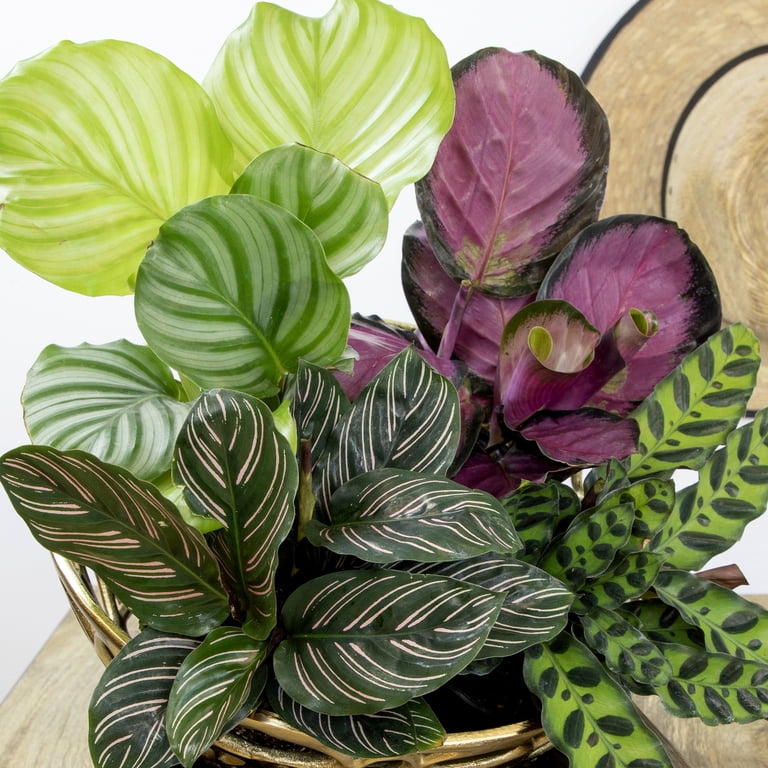 elefantenfuß englisch Beaucarnea Nolina recurvata