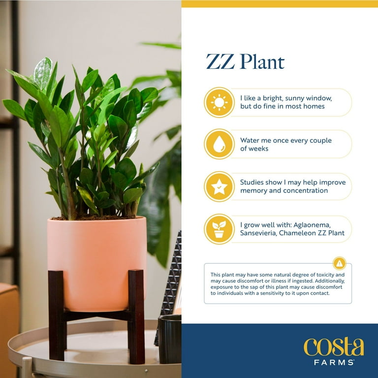 Plants with Benefits by Costa Farms 12" ZZ Zamioculcas House Plant in 6"  Self-Watering Pot - Walmart.com