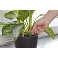 thumbnail image 3 of Miracle-Gro Indoor Plant Food Spikes, 2-Pack, 3 of 5