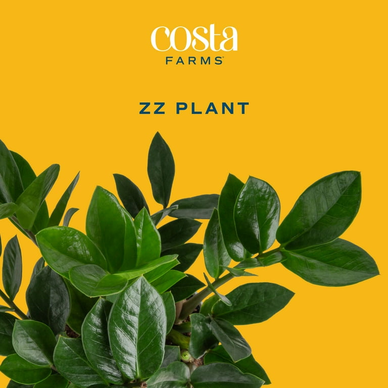 Costa Farms Live Indoor 12in. Tall Green ZZ Plant; Medium