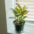 thumbnail image 6 of Perfect Plants Rubber Plant 'Tineke' 6 inch pot, 6 of 8