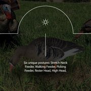 Avian X AXP Specklebellly Geese with Topflight Realistic Goose Decoy Sets