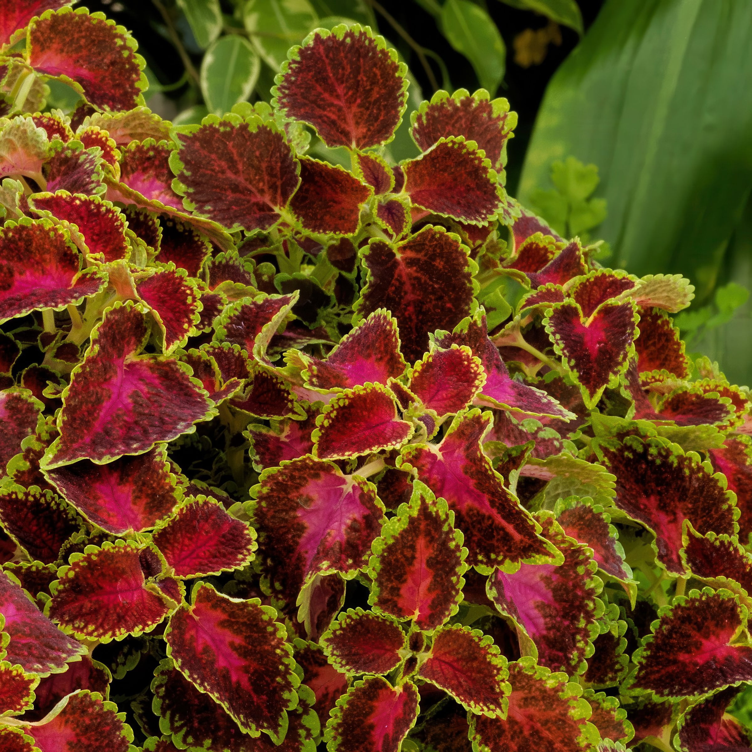 3.25 in. Coleus PartyTime Pink Berry Live Annual Plant (3-Pack)