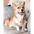 thumbnail image 5 of Spot Bam-Bone Wish Bone 5.25 Pouces-Bacon, 5 of 5