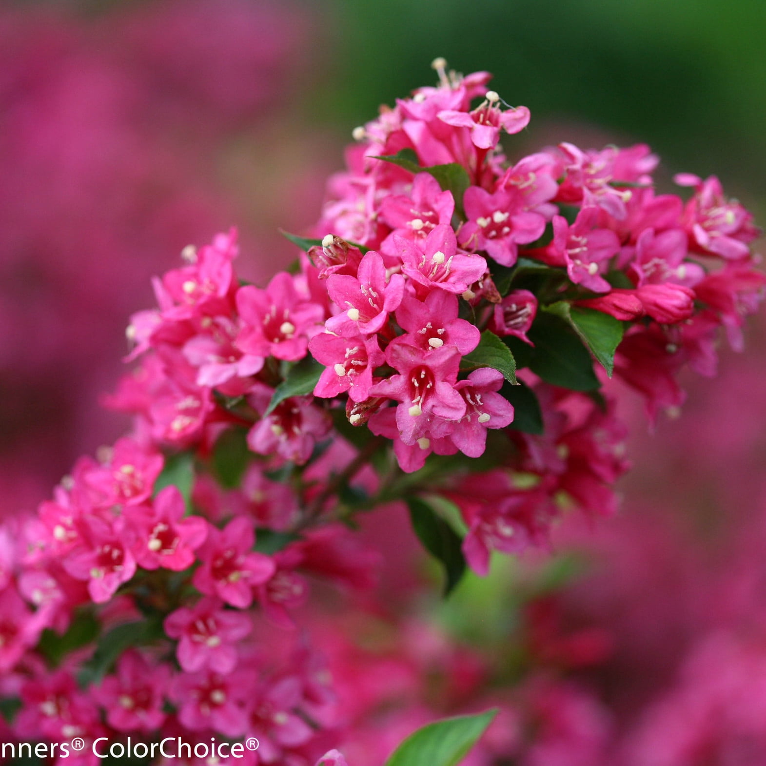 Proven Winners ColorChoice 6" Sonic Bloom Pink Reblooming Weigela Live Plant in 7.5" Pot