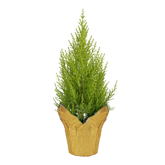 Live Fragrant Lemon Cypress Tree in Deco Cover - Beautiful DŽcor - 12" Tall by 5" Wide