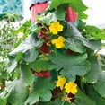 Cucumber Seeds Patio Snacker Packet Vegetable Seeds, Hybrid Seed