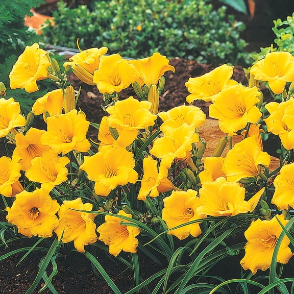 Direct Gardening Stella De Oro Reblooming Daylily Dormant Bare Root Yellow Flowering Starter Plant