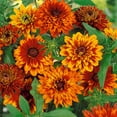 thumbnail image 3 of Rudbeckia Hirta Cherokee Sunset Garden Drought Tolerant Garden Flower Plant Seeds - 200 Seeds, 3 of 3