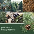 thumbnail image 5 of Yankee Candle® Balsam & Cedar Wax Melts, 3 Pack, 5 of 7
