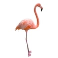 thumbnail image 2 of Pink Flamingo White Wall Decal by Wallmonkeys Peel and Stick Graphic (24 in H x 12 in W) WM57430, 2 of 4