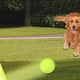 thumbnail image 4 of Máquina Interactiva Divertida Catapulta Interactiva Divertida Lanzador de Pelotas de Tenis para Perros Recargable Persigue A Perros Juguetes Automáticos A, 4 of 5
