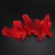 thumbnail image 2 of 100 plumas de ganso auténticas Zhivalor para manualidades decoración de bodas fiestas en casa rojo, 2 of 7