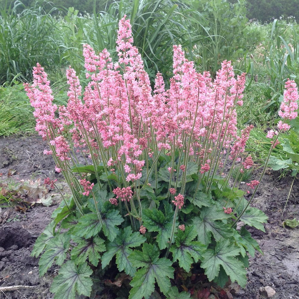 Pink Revolution Coral Bells Heucherella Shade Perennial 3" Pot