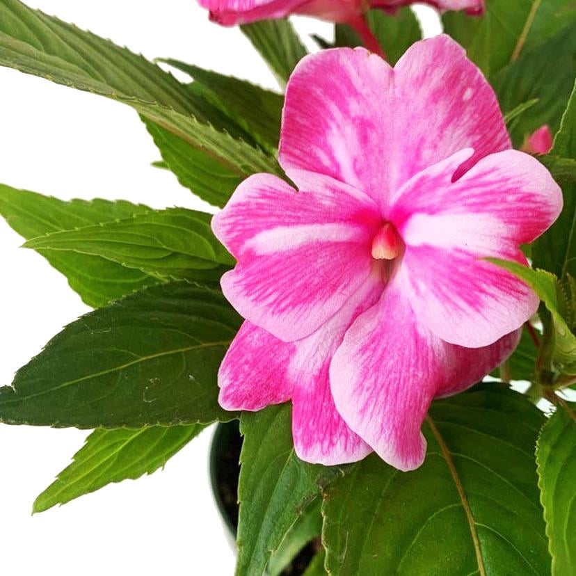 Sol Luna Electric Pink' New Guinea Impatiens  8" Pot