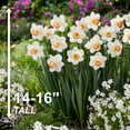 thumbnail image 4 of Garden State Bulb Narcissus Large Cupped Pink Charm Daffodil Flower Bulbs, 16/18cm (Bag of 50), 4 of 8