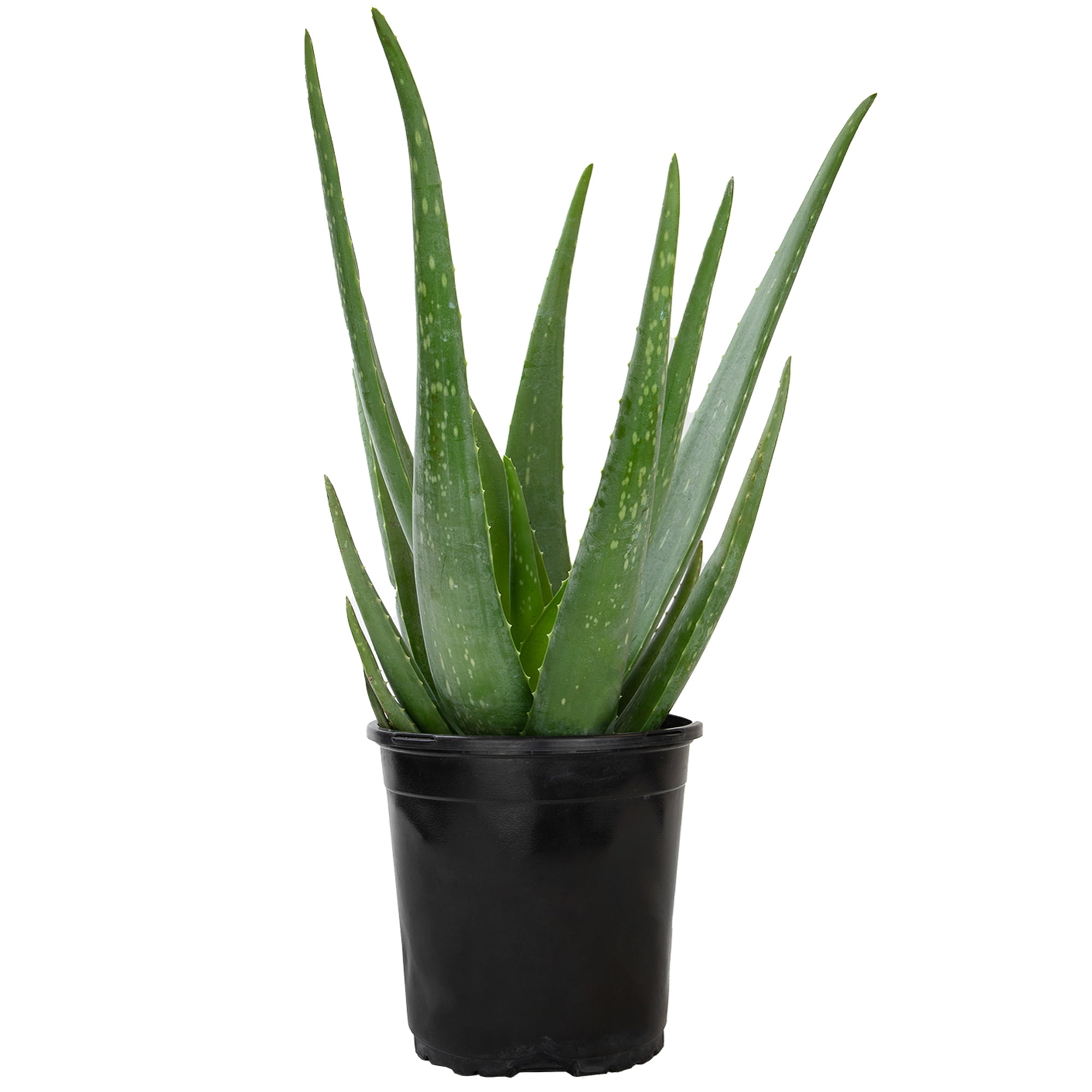 Altman Plants 20" Live Aloe Vera Plant in 1 Gal. Grower Pot Easy Care Large  Succulent - Walmart.com