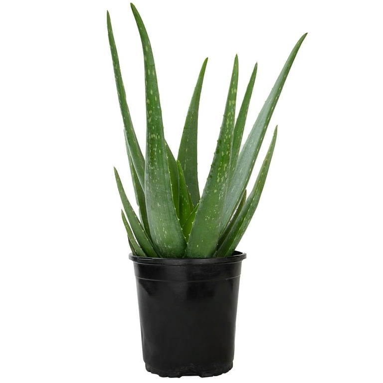 agave syrup nutrition Monin