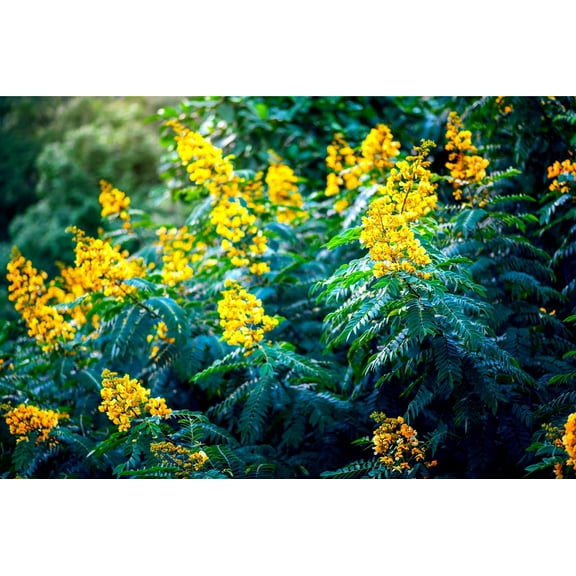 30 American Senna Seeds - Senna hebecarpa