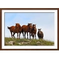 thumbnail image 2 of Four Horses, Kansas, USA, Animals Botanical Scenic Framed Art Print Wall Art by Michael Scheufler Sold by Art.Com, 2 of 3