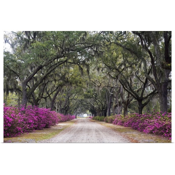 Great BIG Canvas | Rolled Julie Eggers Poster Print entitled Georgia, Savannah. Bonaventure Cemetery with Azaleas blooming in Savannah Georgia