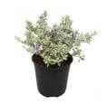 thumbnail image 3 of Altman Plants Pink silverado sage Live Plant Pot, 3 of 8