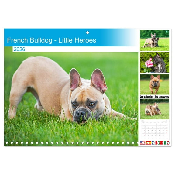 French Bulldog - Little Heroes (Monthly Wall Calendar 2026 16.5 x 23.4 (open)), CALVENDO 14 Month Calendar
