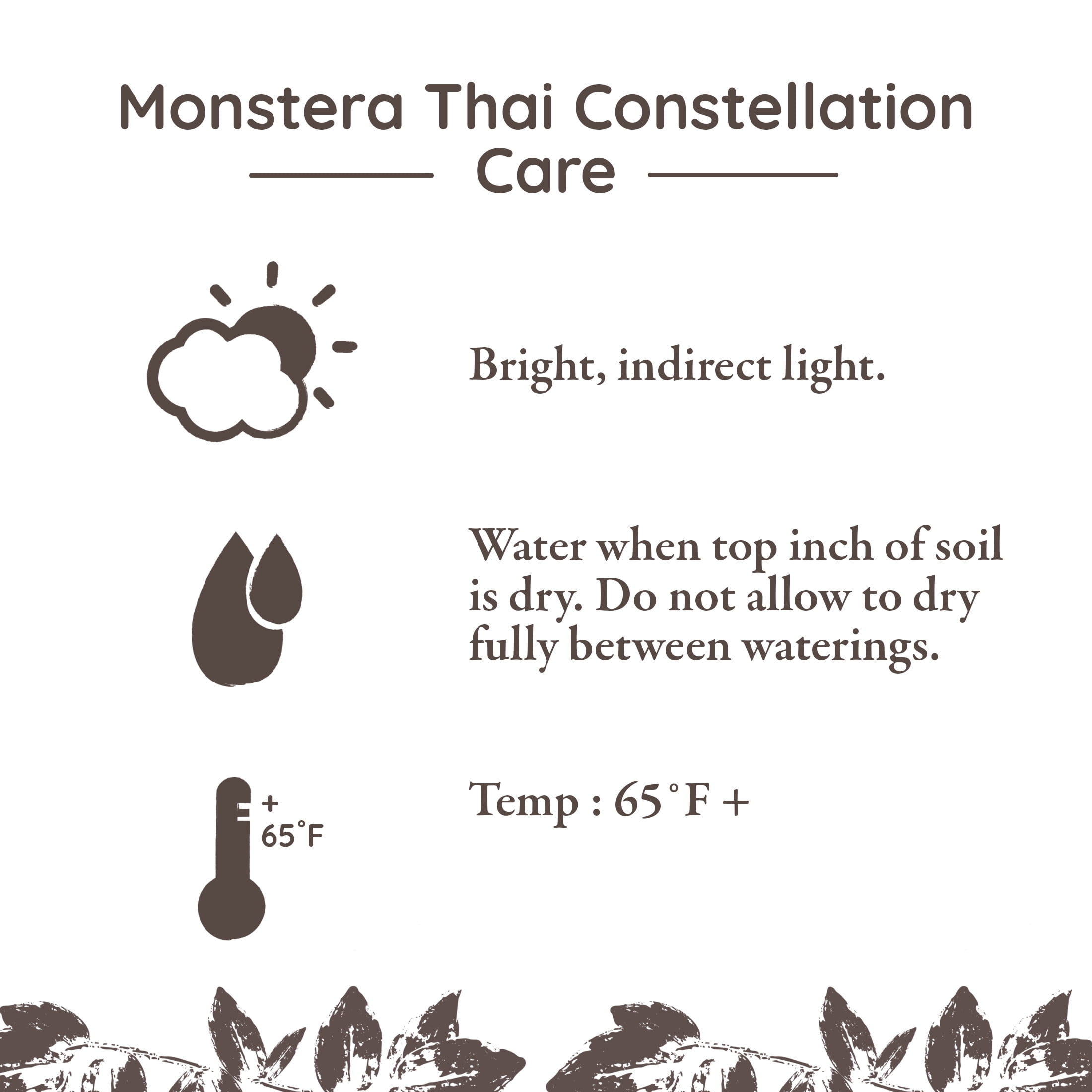 Wild Interiors Thai Constellation Green & Cream Monstera in 5" Decorative Fiber Clay