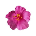 thumbnail image 2 of Hawaiian Flower Hair Clip, Artificial Flower Hairpin, Simulated Fusang Floral Head-dress Accessories for Summer Luau Party, Durable Lightweight Faux Flower Hair Clip for Beach Wedding and Daily Wear, 2 of 8