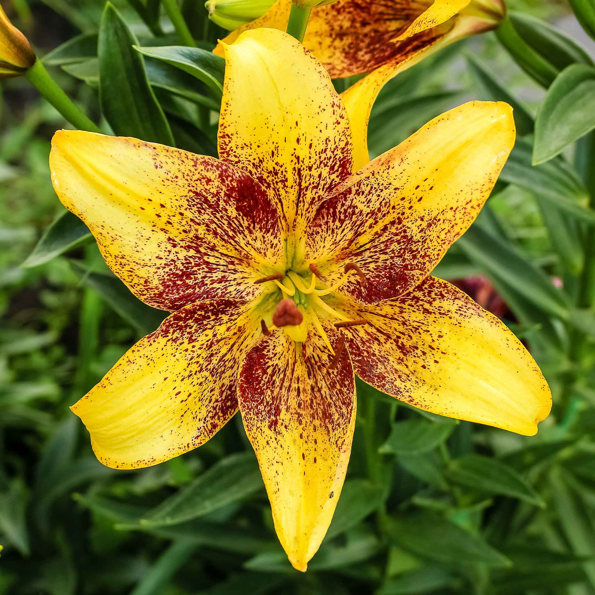 Eden Brothers Asiatic Lily Bulbs (Spring-Planted) - Tango Eden Brothers Asiatic Lily Bulbs (Spring-Planted) - Tango