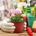 thumbnail image 2 of 50 Pcs 6 Inch Plants Nursery Reusable Plastic Seed Starting Pots, 2 of 4