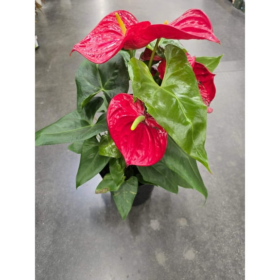 8 inch Pot XL Anthuriums Red Flower Big Plant- Get similar to picture