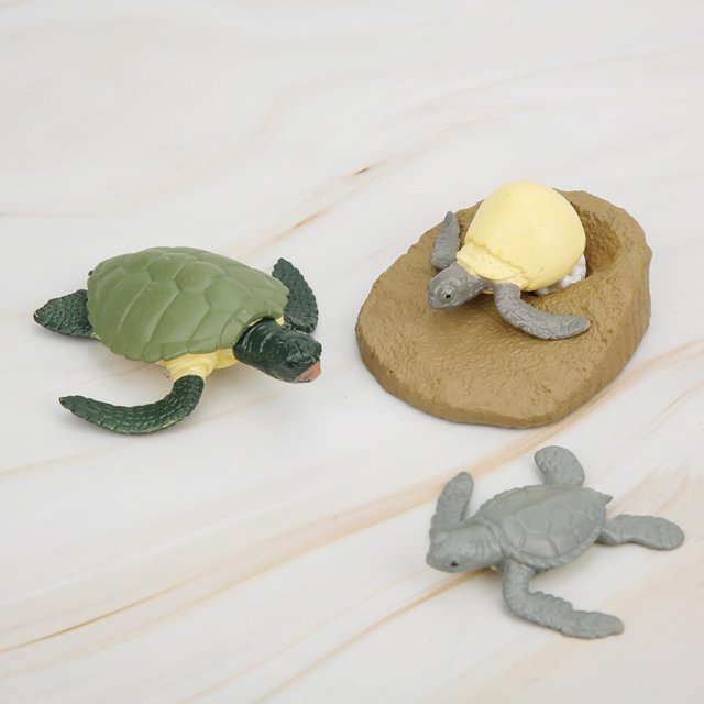 Modelo animal del ciclo de crecimiento de las tortugas exquisitas de la educación temprana para la decoración del hogar de los niños ANGGREK Otros