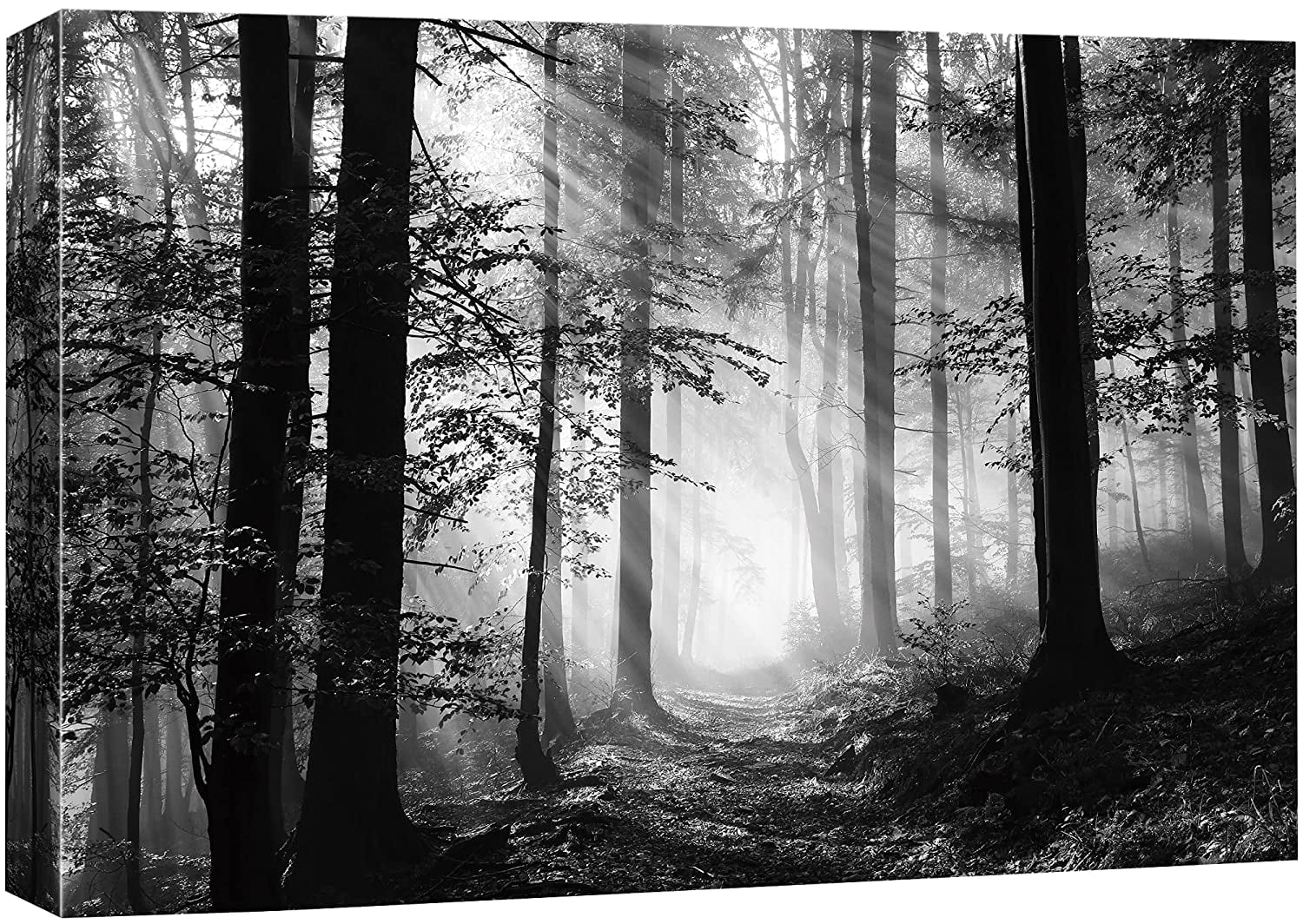 PixonSign Canvas Print Wall Art, Sun Shines On Forest Floor, Black