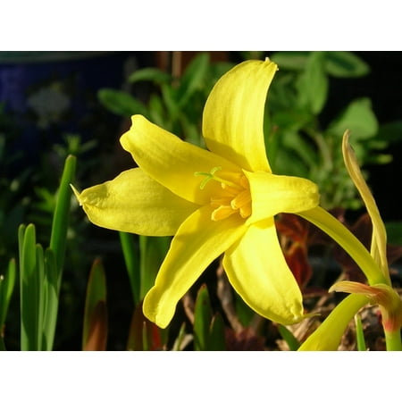 - Perfumed Fairy Lily 2 Bulbs - Chlidanthus fragrans - Summer Daffodil