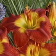 thumbnail image 6 of Bare Root Daylily Passion for Red (3-Pack), 6 of 10