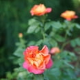 thumbnail image 3 of Proven Winners ColorChoice 5" Orange Rise Up Emberays Rose Live Plant in 4.5" Pot (4 Count), 3 of 7