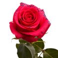thumbnail image 2 of One Dozen Hot Pink Roses- Fresh Flower Delivery, 2 of 5