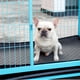 thumbnail image 3 of Mascota Perro Gato Lavable Pee Pad Reutilizable Orina Entrenamiento Almohadillas Pañales Cama Sofá Cubierta (Gris L), 3 of 8