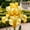 B, variant on Exotic Rare Iris - Tall and upright - Cold-resistant - Suitable for garden decor, air purification and plant hangers