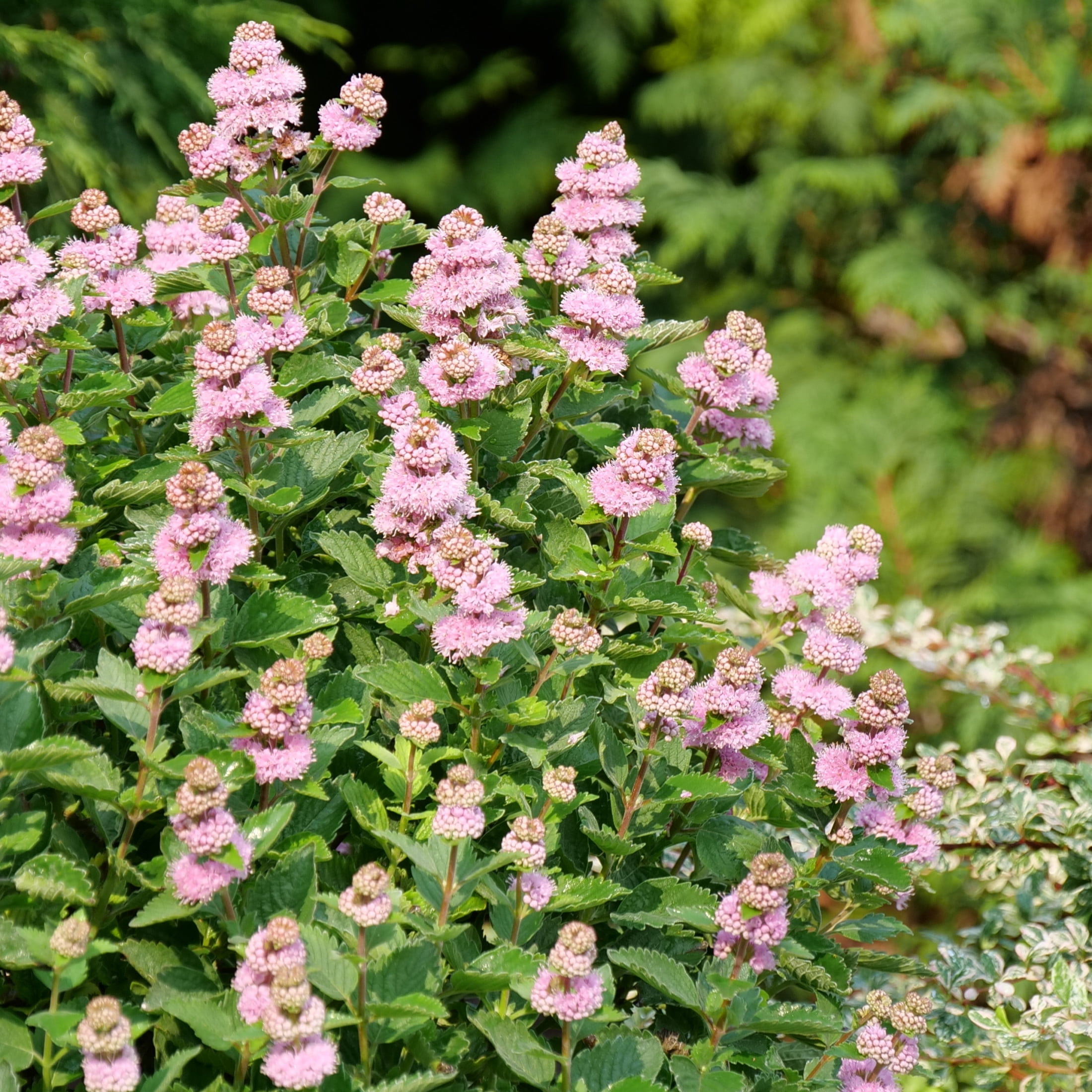 Proven Winners ColorChoice 5" Beyond Pink'd Bluebeard Live Plant in 4.5" Pot (4 Count)
