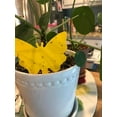 thumbnail image 5 of Indoor and Outdoor Butterfly-Shaped Traps Sticky Fruit Fly Fungus Gnat Killer Insect Control for Mosquito Flea Pest Control, 5 of 5