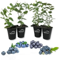 Blueberry Plant Variety 4Pack - 4 Live Starter Plants - Vaccinium - Growers Choice - Edible Fruit Bearing Bush for The Patio and Garden