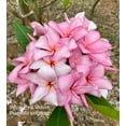 thumbnail image 6 of 10 "White Pink Velvet" Plumeria Seeds Plants Flower Flowers Perennial Seed P-14, 6 of 12