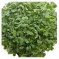 Green Cabbage Microgreens Seeds 5 Lb 544,000 Seeds High