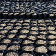 thumbnail image 5 of Final Clearance! 100 Pcs/set Plastic Plants Nursery Pot  Pots Seedlings Flower Plant Container Seed Starting Pots  Practical Durable Soft Plant Nutrition Pots, 5 of 5