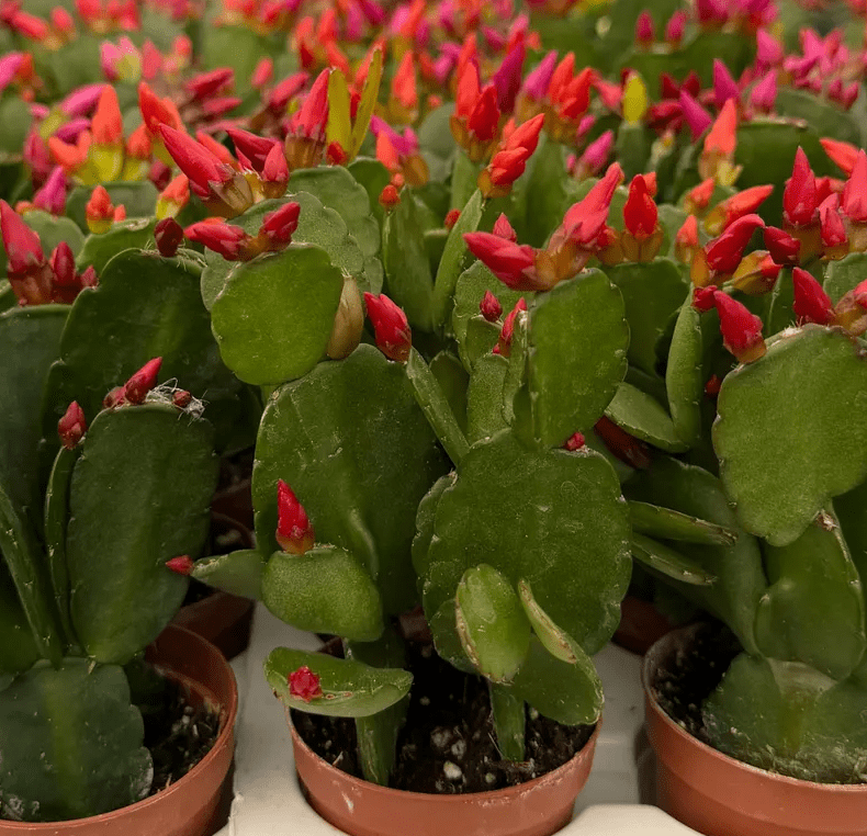 Set 2 Random Easter Cactus Plants Live for Planting, Spring Blooming Flowering Succulent Plants for Indoor Houseplant in 2 Inch Pot (Red or Pink)