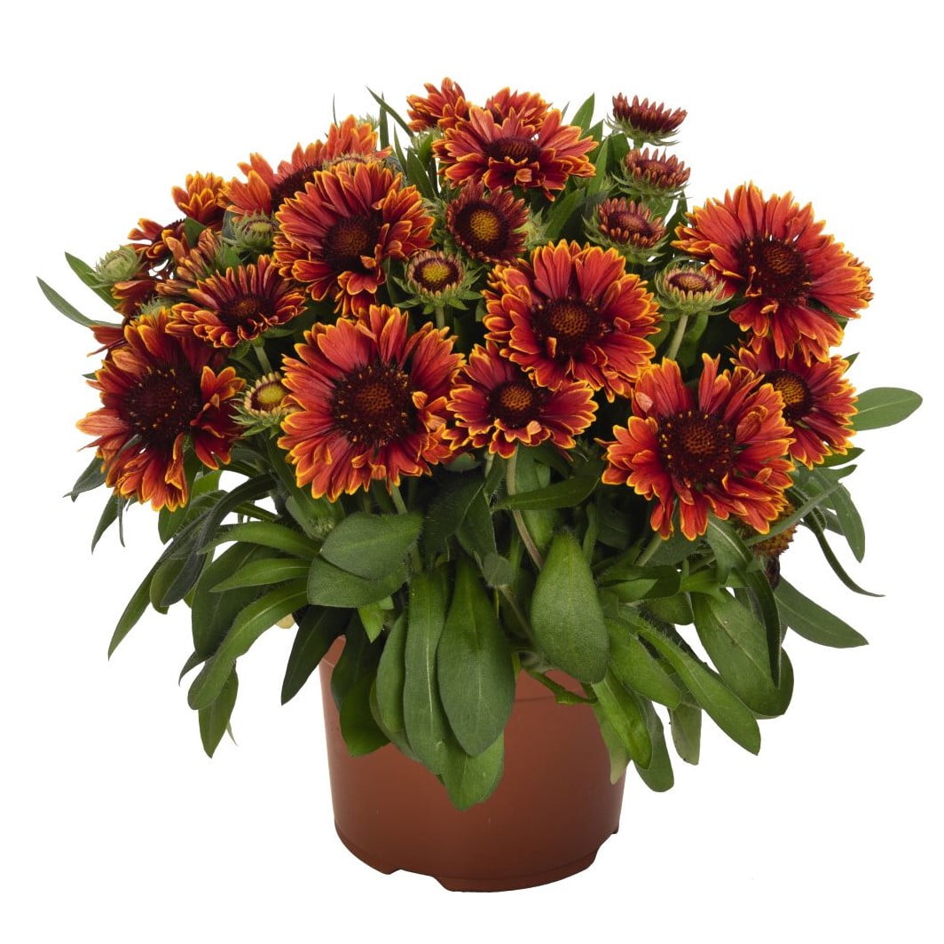 Better Homes & Gardens 2.5 Quart Multicolor Gaillardia Blanket Flower Perennial Outdoor Live Plants