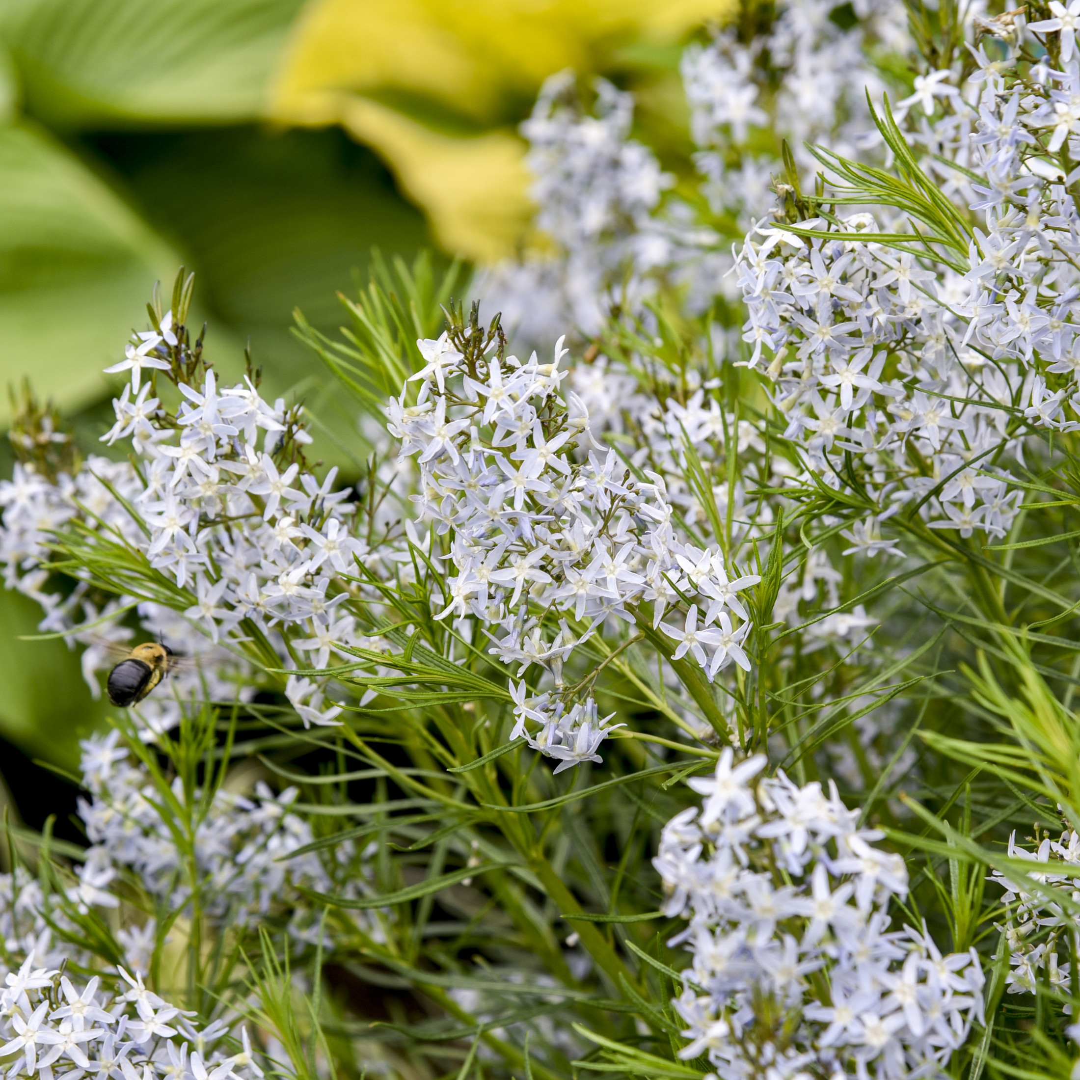 Proven Winners 6" Blue 'String Theory' Bluestar Live Plant in 7.5" Pot